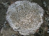 Ochrolechia parella image