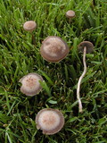 Panaeolus cinctulus image