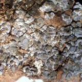 Toninia sedifolia image