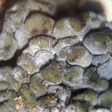 Toninia sedifolia image