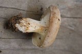 Melanoleuca subpulverulenta image