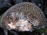 Daedalea quercina image