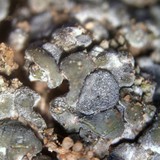 Toninia sedifolia image