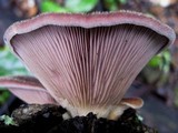 Panus neostrigosus image