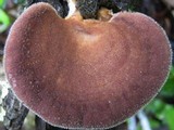Panus neostrigosus image