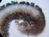 Toninia sedifolia image
