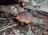 Pluteus nanus image