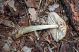 Pluteus nanus image