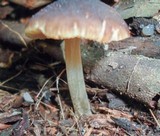 Pluteus nanus image