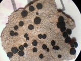 Image of Polysporina cyclocarpa