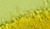 Melanoleuca subpulverulenta image