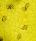 Melanoleuca subpulverulenta image