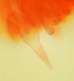 Melanoleuca subpulverulenta image
