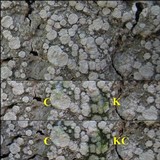 Pertusaria albescens var. albescens image