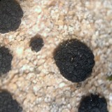Polysporina cyclocarpa image