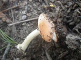 Amanita xanthocephala image