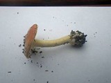 Amanita xanthocephala image