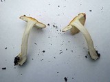 Amanita xanthocephala image