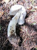 Helvella maculata image