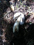 Helvella maculata image