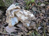 Helvella maculata image