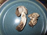 Helvella maculata image