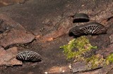 Resupinatus applicatus image