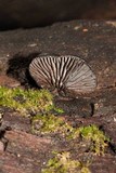 Resupinatus applicatus image