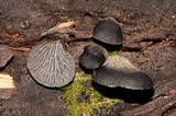 Resupinatus applicatus image