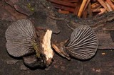 Resupinatus applicatus image