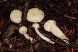 Hygrocybe russocoriacea image