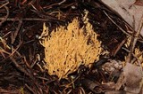 Phaeoclavulina myceliosa image