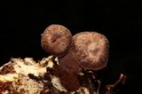 Micromphale arbuticola image