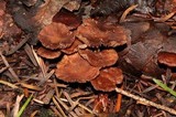 Gymnopus villosipes image