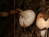 Rhodocollybia maculata image