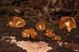 Gymnopilus sapineus image