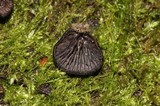 Resupinatus applicatus image