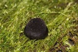 Resupinatus applicatus image