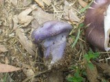 Cortinarius archeri image