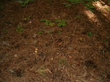 Rhodocollybia maculata image