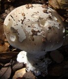 Amanita constricta image
