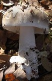 Amanita constricta image