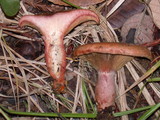 Lactarius rubrilacteus image
