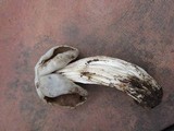 Helvella maculata image