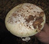 Amanita vernicoccora image