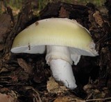 Amanita vernicoccora image