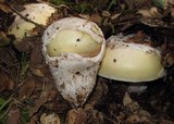 Amanita vernicoccora image