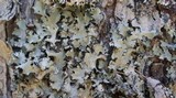 Parmotrema crinitum image