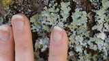 Parmotrema crinitum image
