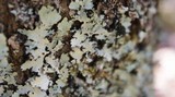 Parmotrema crinitum image